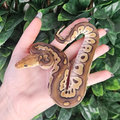 Mojave Clown Het Genetic Stripe Ball Python - male for sale from Eve's Temptations Royal Pythons