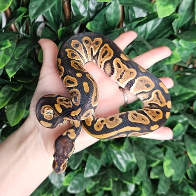 Black Pastel Double Het Desert Ghost Clown Ball Python - female for sale from Eve's Temptations Royal Pythons