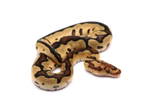 Fire Clown Ball Python by Always Evolving Pythons