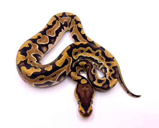 Puzzle Het Hypo Ball Python By Always Evolving Pythons