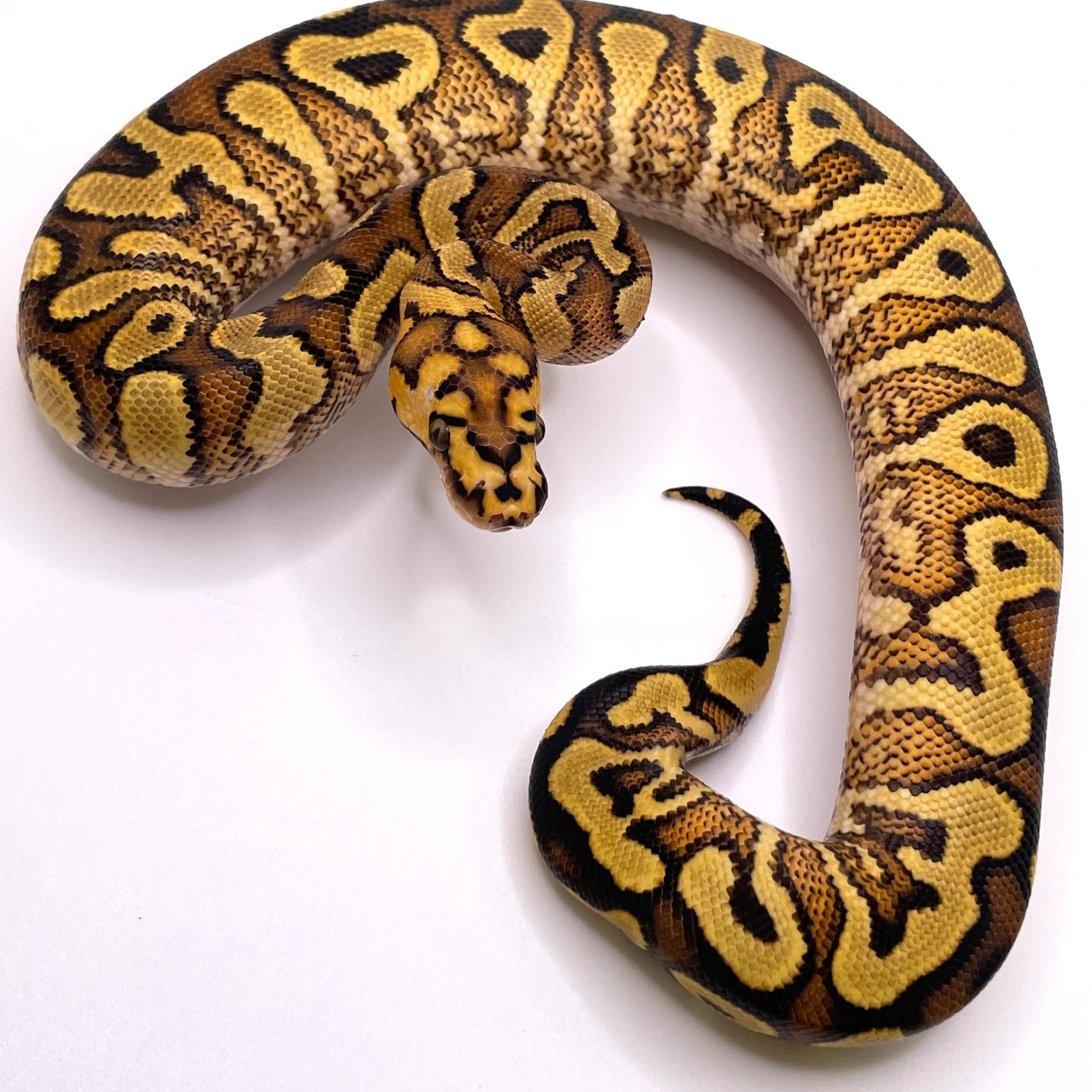 Ghi Spotnose Yb Clown Ball Python by Always Evolving Pythons