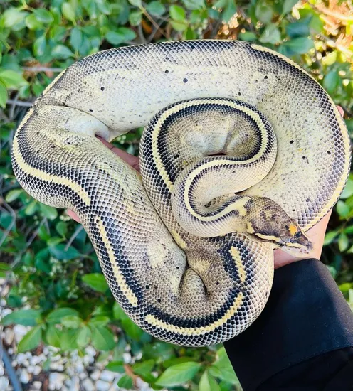 Python Cinnamon Freeway Freeway Ball Python by 209 Exclusive Pythons