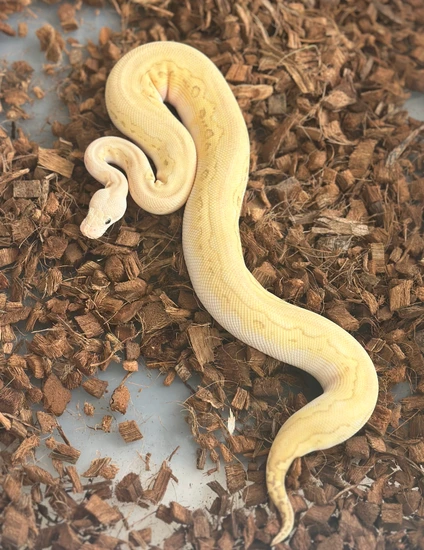 Pastel Black Head Lesser Banana Clown Ball Python by 209 Exclusive Pythons