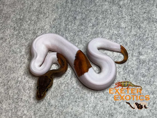 Pinstripe Pied Ball Python by Exeter Exotics