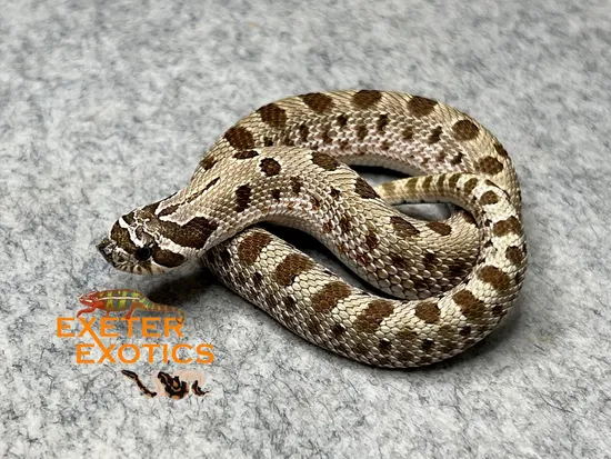 Anaconda 100% Het Sable Western Hognose by Exeter Exotics
