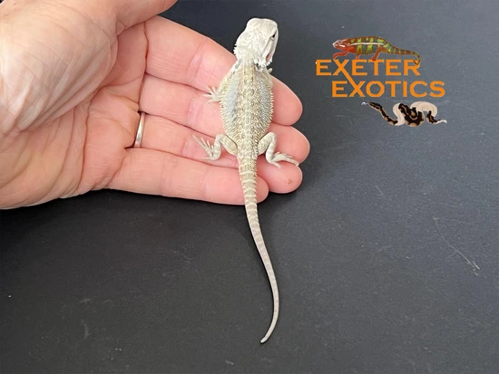Hypo 100% Het Zero 66% Het Translucent Bearded Dragon Central Bearded ...