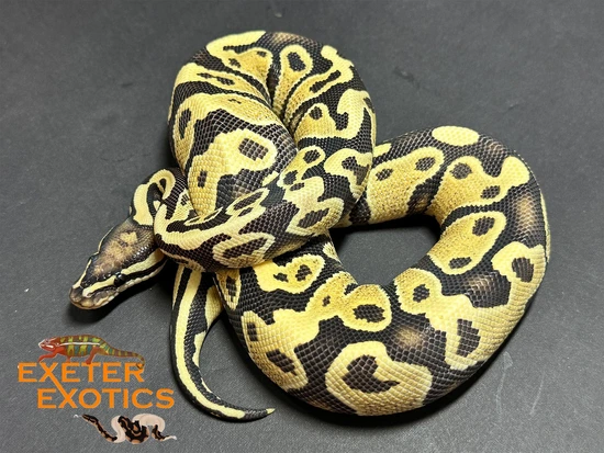 Yellow Belly Desert Ghost 50% Het Hypo Ball Python by Exeter Exotics