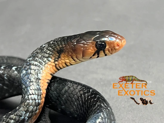 Eastern Indigo Cribo & Indigo Snakes by Exeter Exotics