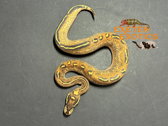 Fire Freeway Ball Python by Exeter Exotics