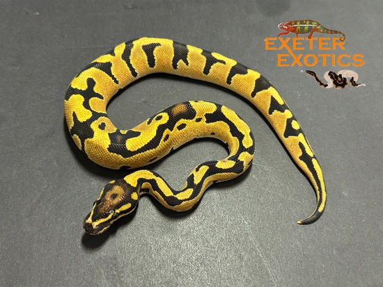 Fire Orange Dream Ball Python by Exeter Exotics