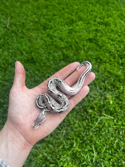 Pewter Fire YB Ball Python by Rubaexotics
