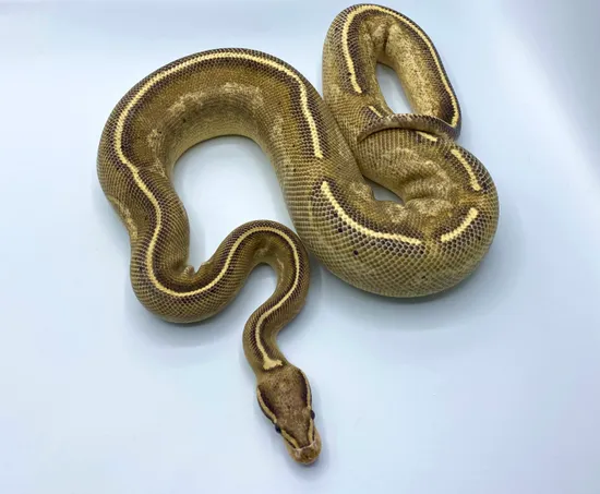 Double Freeway Ball Python Freeway Ball Python by Tofauti Royals of Africa