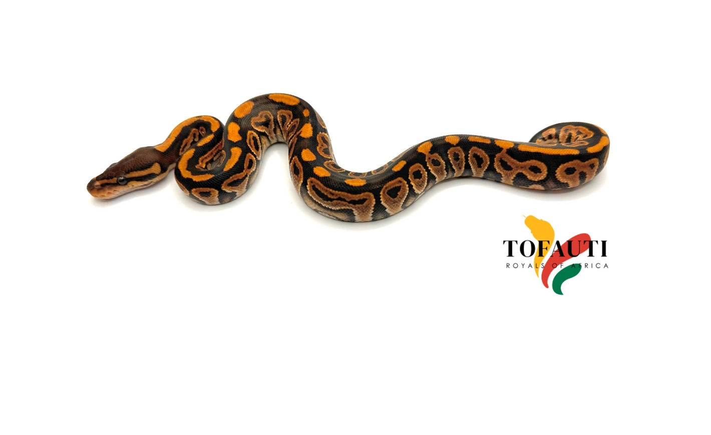NR Mandarin Black Pastel 100% Het Sunset 100% Het Clown 100
