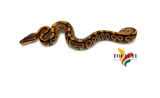 if six was nine TK Mango Python初期 if six was nine TK Mango Python初期