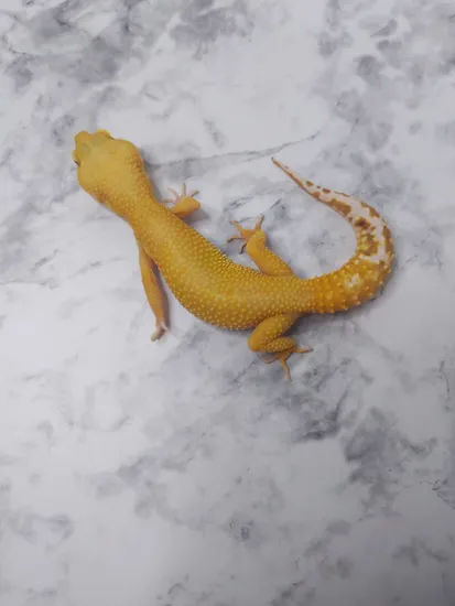 Sunglow Tremper Het Eclipse Leopard Gecko by Hooked on Geckos