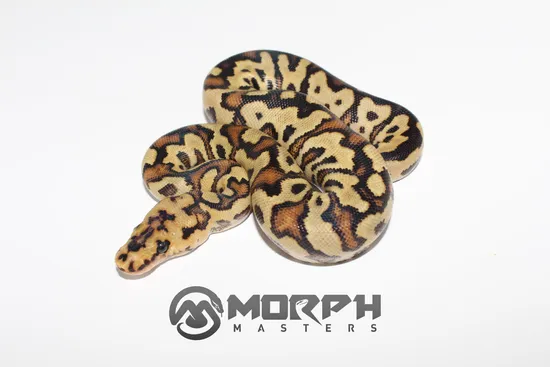 Spotnose Fire Red Stripe Clown Ball Python by MorphMasters