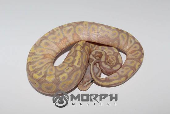 Banana Hurricane Pastel Het Clown Ball Python by MorphMasters