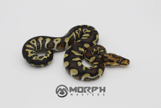 Pompeii Python Chocolate Pompeii Ball Python by MorphMasters