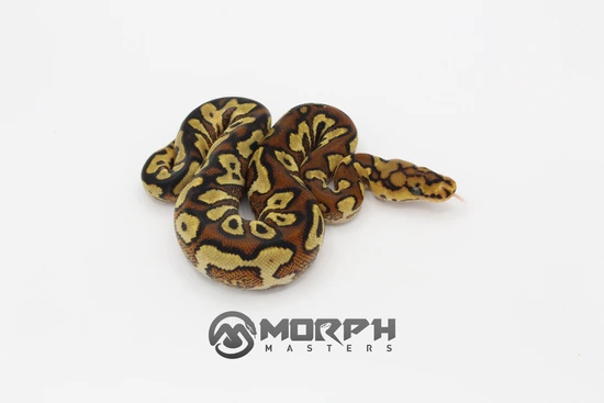 Pompeii Python Wookie Pompeii Ball Python by MorphMasters