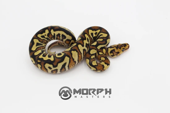 Spotnose YB Red Stripe Lace Clown Ball Python by MorphMasters