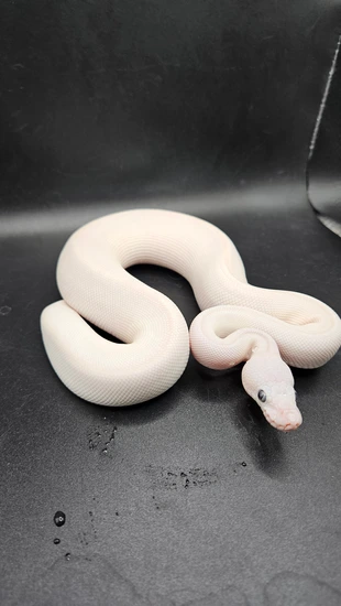 Blue Eyed Leucistic (BEL) Ball Python by CS Reptile Exotics