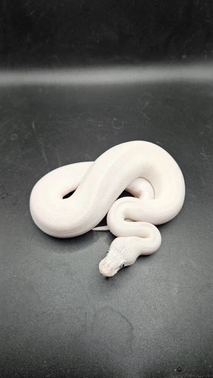 Blue Eyed Leucistic (BEL) Ball Python by CS Reptile Exotics