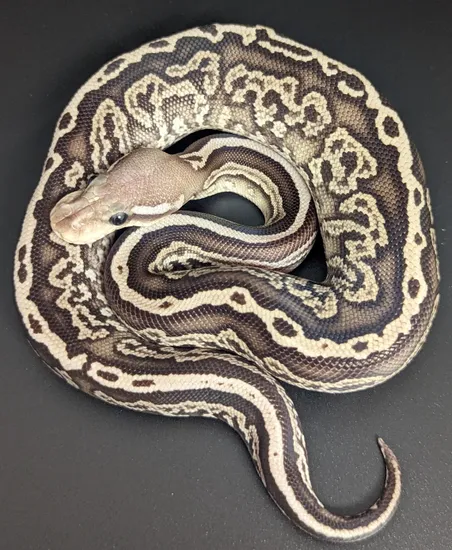 Onyx Vanilla Or Fire Ball Python by Family Reptiles Lakeland