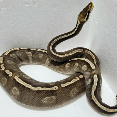 1.0 Ghi Mojave Yellowbelly Fire Ball Python - male for sale from Fangzalot