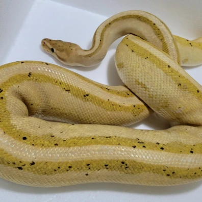 1.0 Banana GS Ball Python - male for sale from Fangzalot