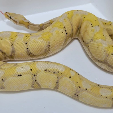 1.0 Banana Pastel Het Ghost/Hypo Ball Python - male for sale from Fangzalot