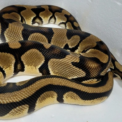 Super OD Ball Python - male for sale from Fangzalot
