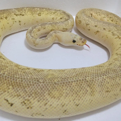 Proven Killerfly Pin Clown Ball Python - male for sale from Fangzalot