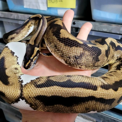 Pied Ball Python - male for sale from Fangzalot