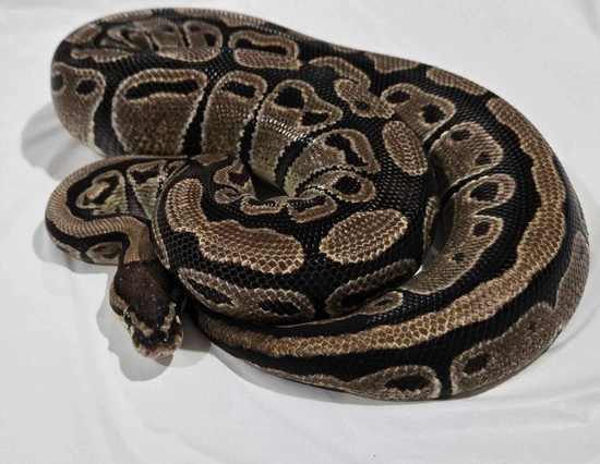 Kiki Breeding Pair Ball Python by Fantasy Exotics