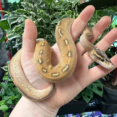 Highway Ball Python - male for sale from Fathom Reptiles - Basingstoke