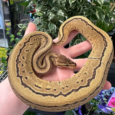 Mojave Pinstripe Ball Python - female for sale from Fathom Reptiles - Basingstoke