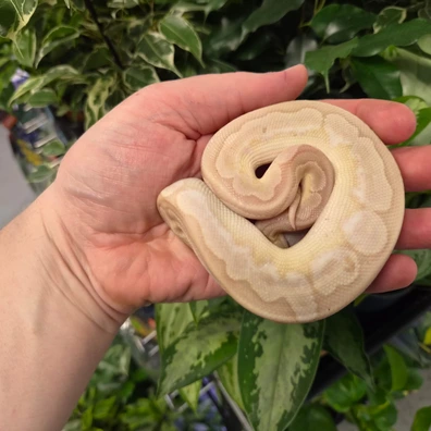 Bamboo Butter Ball Python - male for sale from Fathom Reptiles - Basingstoke