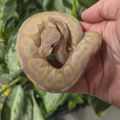 Banana Cinnamon Enchi Ball Python - male for sale from Fathom Reptiles - Basingstoke