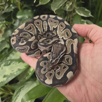 VPI Axanthic Ball Python - female for sale from Fathom Reptiles - Basingstoke