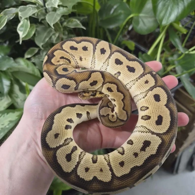 Yellowbelly Clown Ball Python - male for sale from Fathom Reptiles - Basingstoke