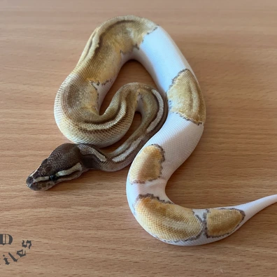 PICKUP NEWYEAR SALE ONLY Mojave Enchi Pastel Piebald Het. Ultramel 50% Het. Albino