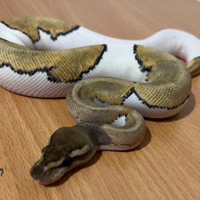 PICKUP NEWYEAR SALE ONLY Mojave Pos. Enchi Piebald Het. Ultramel 50% Het. Albino