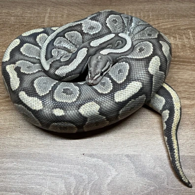 HAMM Fire Hypo Ball Python - female for sale from FD reptiles by Felix