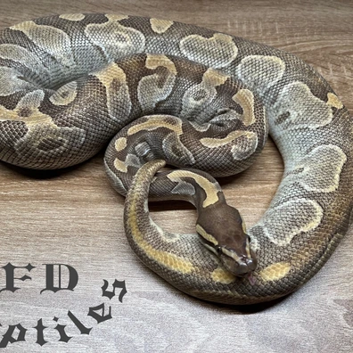 Mojave Enchi Pastel Dh. Albino Piebald Ball Python - female for sale from FD reptiles by Felix