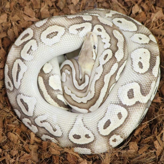 RTB Pastel Lesser Mahogany Het Orange Ghost Ball Python by Fearless Pythons