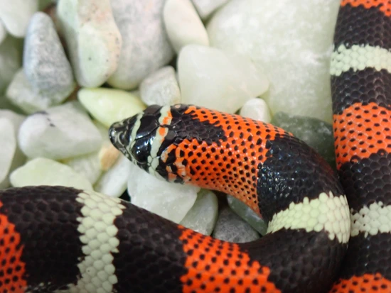 Tri Color Hognose Female Tri-Color Hognose by Dream Scales