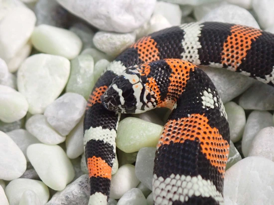 Tri-Color Hognose Male by Dream Scales