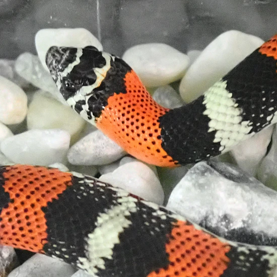 Tri-Color Hognose Female by Dream Scales