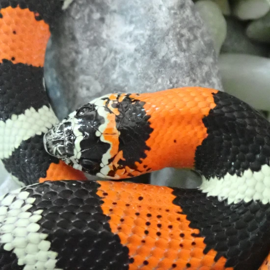 Tri-Color Hognose Female by Dream Scales
