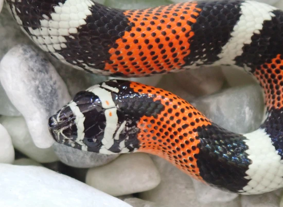 Tri Color Hognose Female Tri-Color Hognose by Dream Scales